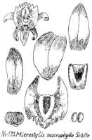 Crepidium macrophyllum: Crepidium macrophyllum (Schltr.) Szlach. (as Microstylis macrophylla Schltr.), drawing R. Schlechter in Repert. Spec. Nov. Regni Veg. Beih. 21 (1923) t. 51, fig. 175