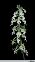 Calanthe micrantha: Calanthe micrantha Schltr., inflorescence, photo P.J. Cribb, ex Papua (Indonesia), Pass Valley