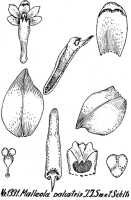 Robiquetia palustris: Robiquetia palustris (J.J.Sm.) Kocyan & Schuit., as Malleola palustris (J.J.Sm.) J.J.Sm. & Schltr., drawing R. Schlechter in Repert. Spec. Nov. Regni Veg. Beih. 21 (1928) t. 345, fig. 1331