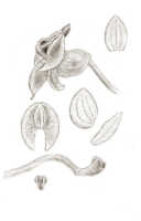 Crepidium tubulosum: Crepidium tubulosum (J.J.Sm.) Szlach. (as Microstylis tubulosa J.J.Sm.), floral analysis, drawing J.J. Smith, based on Versteeg 1399a