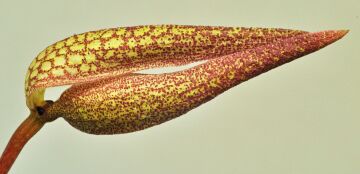 Bulbophyllum arfakianum