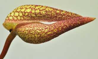 Bulbophyllum arfakianum: Bulbophyllum arfakianum Kraenzl., flower, oblique lateral view, photo Ed de Vogel, based on Leiden cult. 20120677 (N. & F. Juhonewe) from PNG, Morobe Prov.