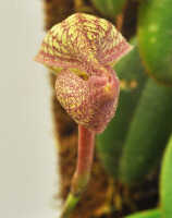 Bulbophyllum arfakianum: Bulbophyllum arfakianum Kraenzl., flower, front view, photo Ed de Vogel, based on Leiden cult. 20120677 (N. & F. Juhonewe) from PNG, Morobe Prov.