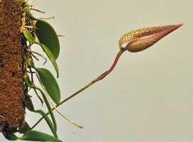 Bulbophyllum arfakianum: Bulbophyllum arfakianum Kraenzl., plant habit, photo Ed de Vogel, based on Leiden cult. 20120677 (N. & F. Juhonewe) from PNG, Morobe Prov.