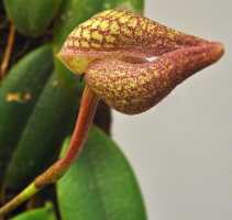 Bulbophyllum arfakianum: Bulbophyllum arfakianum Kraenzl., flower, oblique front view, photo Ed de Vogel, based on Leiden cult. 20120677 (N. & F. Juhonewe) from PNG, Morobe Prov.