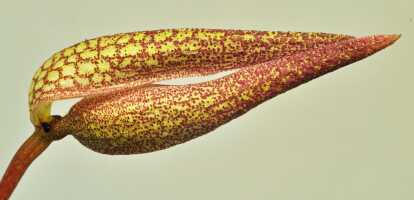 Bulbophyllum arfakianum: Bulbophyllum arfakianum Kraenzl., flower, lateral view, photo Ed de Vogel, based on Leiden cult. 20120677 (N. & F. Juhonewe) from PNG, Morobe Prov.
