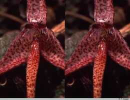 Bulbophyllum cyrtophyllum: Bulbophyllum cyrtophyllum J.J.Verm., flower detail, centre of flower, front view, photo P. Jongejan, collection Royal Botanic Gardens, Kew, cult. P. Jongejan 1310, (holotype)