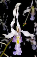 Dendrobium nagataksaka: Dendrobium nagataksaka Metusala, flower, front vieuw, photo Destario Metusala in Phytotaxa 415 (5) (2019) 272, fig. 2C