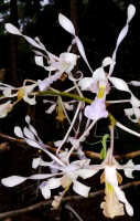 Dendrobium nagataksaka: Dendrobium nagataksaka Metusala, flowers, various views, photo Destario Metusala in Phytotaxa 415 (5) (2019) 272, fig. 2E