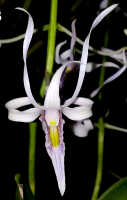 Dendrobium nagataksaka: Dendrobium nagataksaka Metusala, flower with malformed lip, front view, photo Destario Metusala in Phytotaxa 415 (5) (2019) 272, fig. 3C