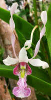 Dendrobium nagataksaka: Dendrobium nagataksaka Metusala, flower, front view, photo Destario Metusala in Phytotaxa 415 (5) (2019) 272, fig. 2F