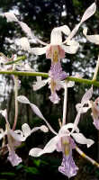 Dendrobium nagataksaka: Dendrobium nagataksaka Metusala, flowers, various views, photo Destario Metusala in Phytotaxa 415 (5) (2019) 272, fig. 2D