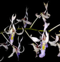 Dendrobium nagataksaka: Dendrobium nagataksaka Metusala, flower, front view, photo Destario Metusala in Phytotaxa 415 (5) (2019) 272, fig. 3A