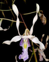Dendrobium nagataksaka: Dendrobium nagataksaka Metusala, flower, front view, photo Destario Metusala in Phytotaxa 415 (5) (2019) 272, fig. 2E