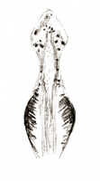 Dendrobium pililobum: Dendrobium pililobum J.J.Sm., drawing J.J. Smith, based on Bogor cult. (Gjellerup) 299