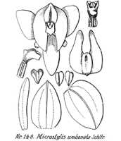 Crepidium umbonatum: overview picture