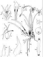 Dendrobium obyrnei: Dendrobium obyrnei (W.K.Harris) Schuit. & de Vogel (as Diplocaulobium obyrnei W.K.Harris) drawing Lucy Turner, in Lasianthera 1 (1997) 149, fig. 1