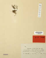 Octarrhena torricellensis: Octarrhena torricellensis Schltr., herbarium sheet, Schlechter 20142 (isotype specimen L)