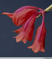 Dendrobium lawesii: Dendrobium lawesii F.Muell., inflorescence, photo A. Schuiteman, based on Leiden cult. 923843