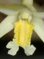 Dendrobium moiorum: Dendrobium moiorum Saputra, Schuit., Wanma & Naive, column and lip, front view, cult. and photo Reza Saputra, from Indonesia, Papua Barat Prov., Sorong town, SE margin