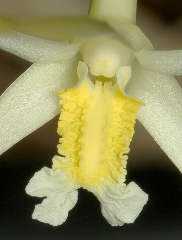 Dendrobium moiorum