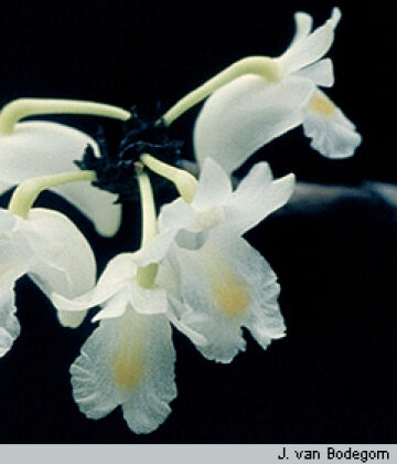Dendrobium sphenochilum