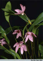Dendrobium regale: Dendrobium regale Schltr., habit, photo Roy. Bot. Gard. Edin., based on Edinburgh cult. 680864