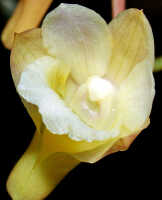 Dendrobium platygastrium: Dendrobium platygastrium Rchb.f., flower, oblique front view, photo Ed de Vogel, (National Capital Botanic Garden Port Moresby), from Papua New Guinea, locality not known