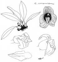 Bulbophyllum codonanthum: Bulbophyllum codonanthum Schltr.,  N. Howcroft, sketch, flower analysis, based on Jongejan 295 (L)