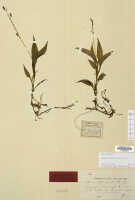 Crepidium protractum: Crepidium protractum (J.J.Sm.) Szlach. (as Microstylis protracta J.J.Sm.), herbarium sheet, Docters van Leeuwen 10972 (holotype specimen L)