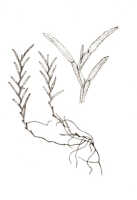Octarrhena reflexa: Octarrhena reflexa (J.J.Sm.) Schuit., as Chitonanthera reflexa J.J.Sm., habit, drawing Darmosoediro, based on Janowsky 319