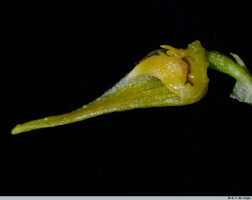 Bulbophyllum gramineum: Bulbophyllum gramineum Ridl., flower, median and lateral sepals and petal removed, lateral view, photo E.F. de Vogel, Leiden cult. 20031543 (Harris), from Papua New Guinea, Gulf Prov.