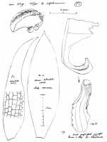 Bulbophyllum arfakianum: Bulbophyllum arfakianum Kraenzl.,  J.J. Vermeulen, sketch, flower analysis, based on Beccari 889 (holo FI)