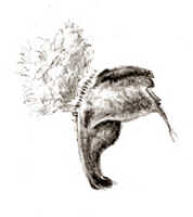 Bulbophyllum muricatum: Bulbophyllum muricatum J.J.Sm., column, drawing J.J. Smith, from Lam 1496