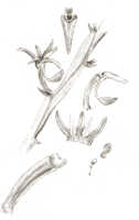 Taeniophyllum clavicalcaratum: Taeniophyllum clavicalcaratum (J.J.Sm.) Kocyan & Schuit. (as Microtatorchis clavicalcarata J.J.Sm.), floral analysis, drawing J.J. Smith, based on Feuilletau de Bruyn 89