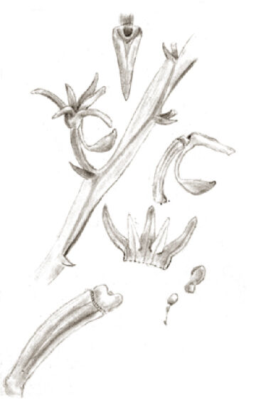 Taeniophyllum clavicalcaratum