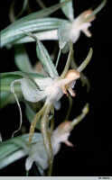 Habenaria trichaete: Habenaria trichaete Schltr., flowers, photo W. Harris