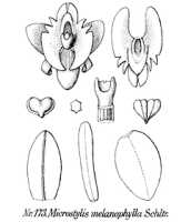 Crepidium melanophyllum: overview picture