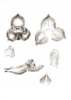 Octarrhena latipetala: Octarrhena latipetala (J.J.Sm.) Schuit., as Chitonanthera latipetala J.J.Sm., floral analysis, drawing J.J. Smith, based on Janowsky 311