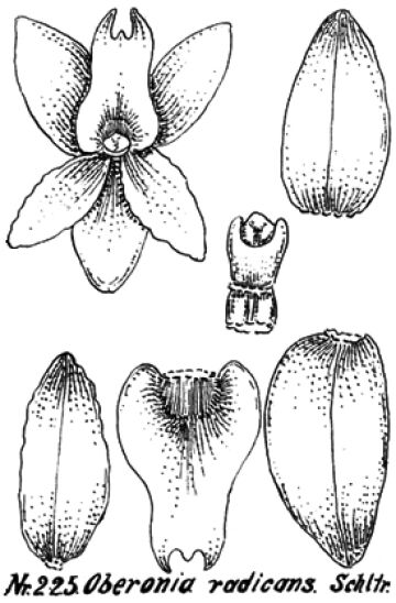 Oberonia radicans