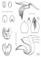 Bulbophyllum phalaenopsis: Bulbophyllum phalaenopsis J.J.Sm.,  J.J. Vermeulen, drawing, flower analysis