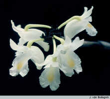 Dendrobium sphenochilum: Dendrobium sphenochilum F.Muell. & Kraenzl., inflorescence, photo J. van Bodegom