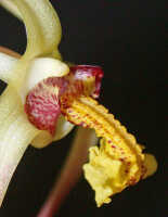 Dendrobium longicolle: Dendrobium longicolle Lindl., flower, lateral view, photo Ed de Vogel, Leiden cult. 20030885 (National Capital Botanic Garden Port Moresby), from Papua New Guinea, locality not known