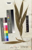 Tropidia curculigoides: Tropidia curculigoides Lindl., herbarium sheet, Wallich 7386 (syntype specimen K), photo copyright the Board of Trustees of the Royal Botanic Gardens, Kew