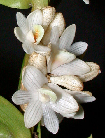 Dendrobium squamiferum
