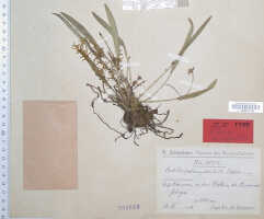 Dendrobium quinquelobum: Dendrobium quinquelobum (Schltr.) J.J.Sm. (as Cadetia quinqueloba Schltr.), type specimen: Schlechter 18712 (iso L)