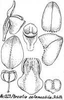 Phreatia constricta: Phreatia potamophila Schltr., drawing R. Schlechter in Repert. Spec. Nov. Regni Veg. Beih. 21 (1928) t. 330, fig. 1273