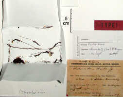 Octarrhena obovata: Octarrhena obovata (J.J.Sm.) P.Royen, as Chitonanthera obovata J.J.Sm., herbarium sheet, Lam 1607 a (isotype specimen BO)