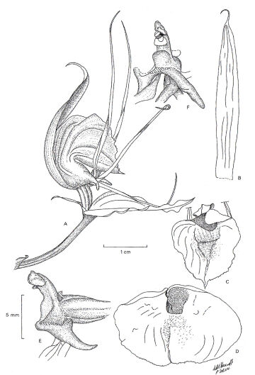Corybas epiphyticus