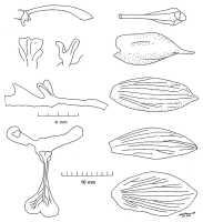 Spathoglottis elobulata: Spathoglottis elobulata J.J.Sm., floral analysis, drawing N.H.S. Howcroft 586, based on L 8019/4